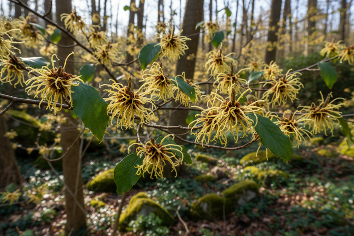 picture of witch hazel 
